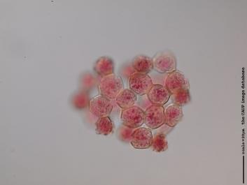 U041 100x.JPG